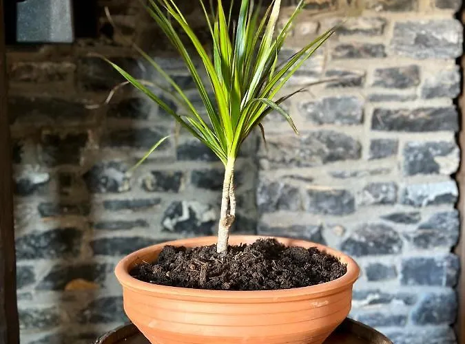 Case de vacanță Black Rock Agria